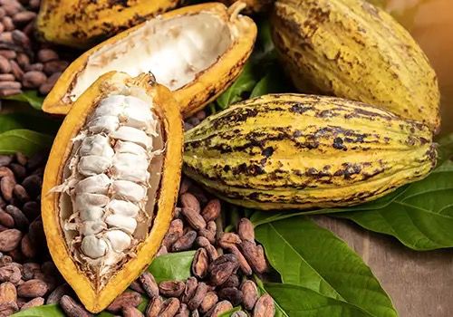 Cacao beans